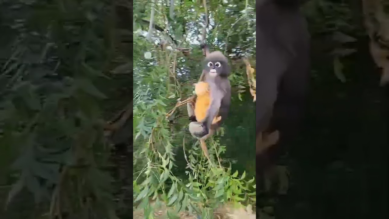Dusky Leaf Monkey - Trachypithecus Obscurus taking care of offspring 