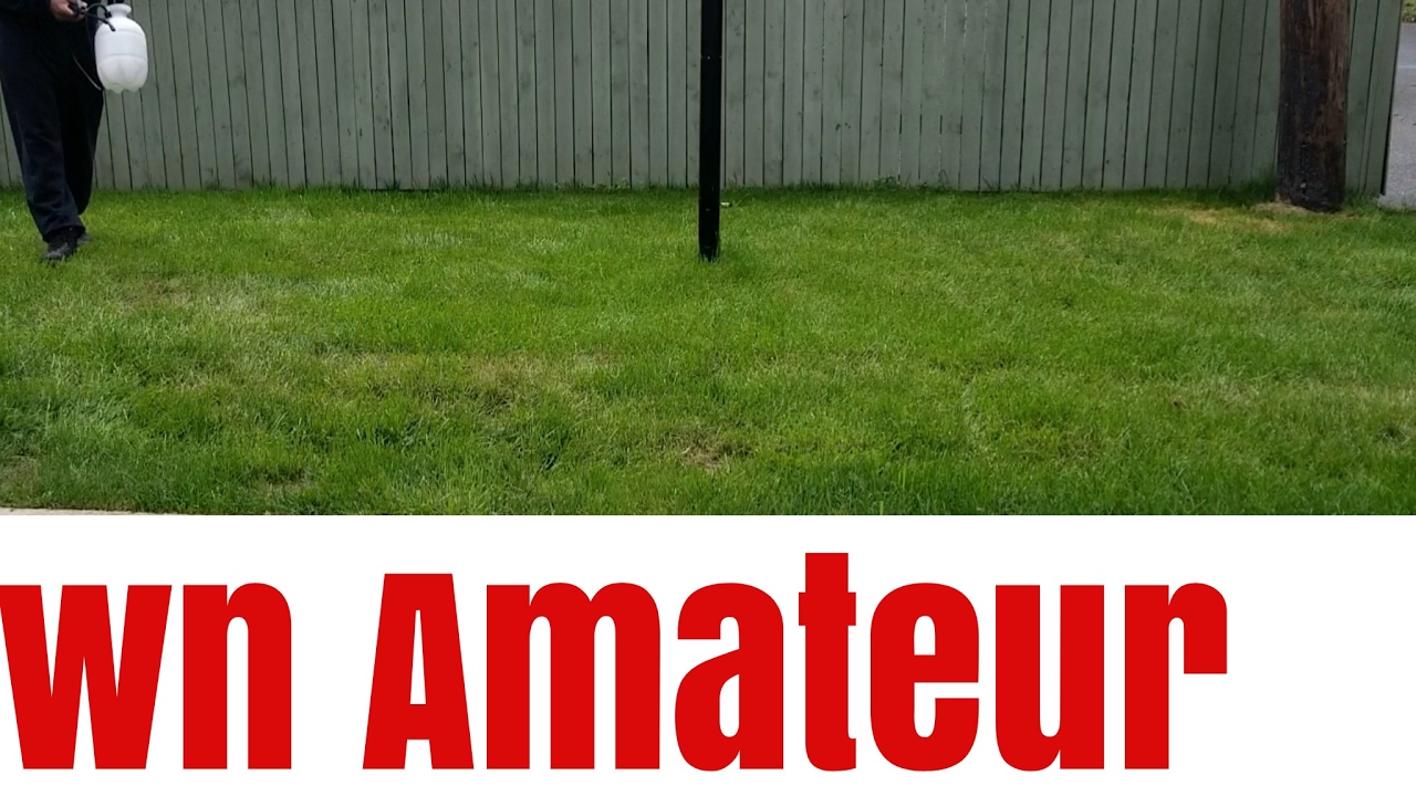 Lawn Amateur Live Stream picture