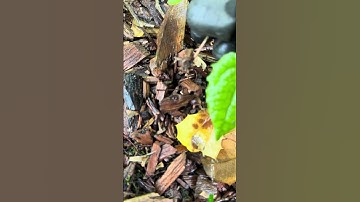 Roots, Residue & Extraction - Weeds Pulling!