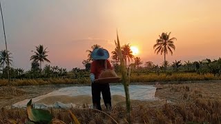 CINEMATIC SUNSET | PETANI PANEN PADI | SORE HARI YANG CERAH