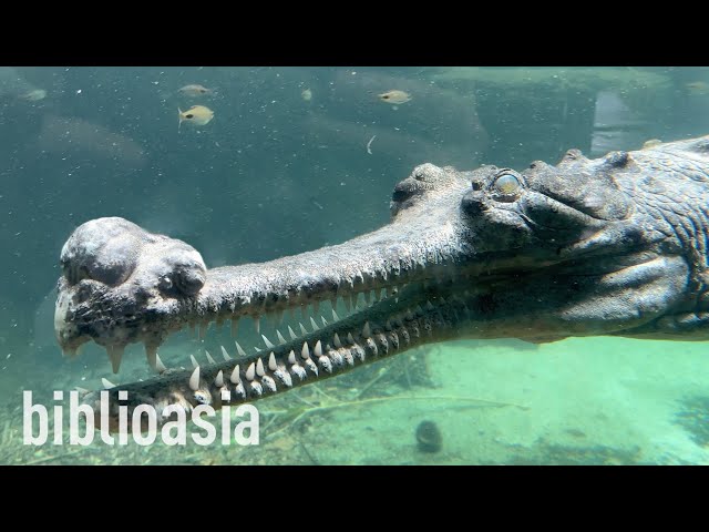 Thumbnail for YouTube video