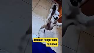 Pula pula #trioparadafofura #memes #petsfofinhos #cachorro #pets #piadasrapidas