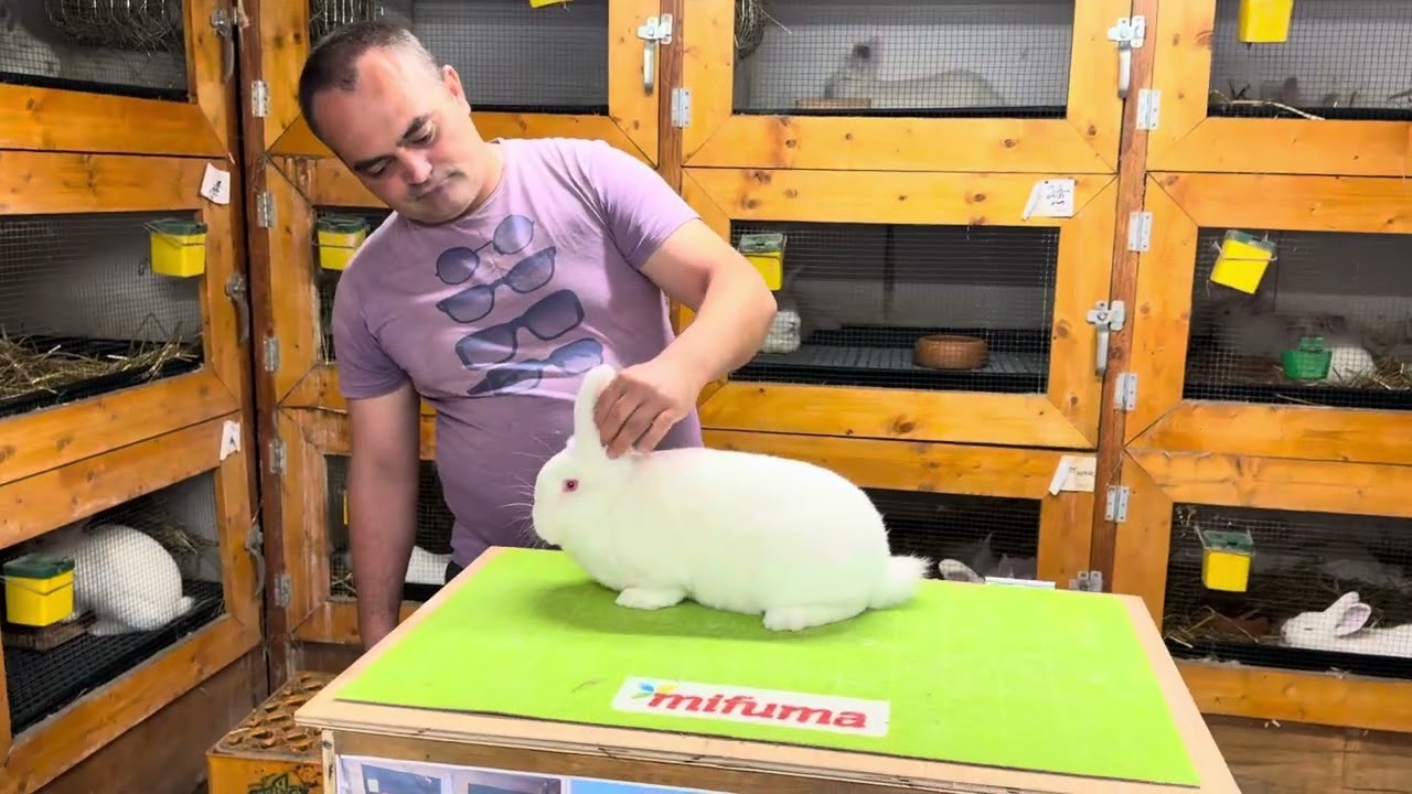 Iepuri Neozeelandez Alb, tineret produs de Ervin în 2025 #foryou #rabbit #bunny #bunny #animals #fyp