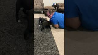 Video of adoptable pet named Paris