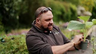 Planting on a Budget - Future Forests Ireland