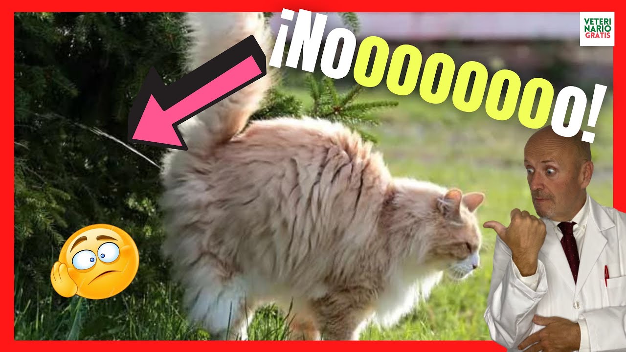 🥇【Plantas Repelentes de Gatos】- Ahuyentador