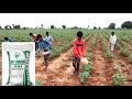 Gromor 28:28:0 in a fertilizer cotton village traditional method