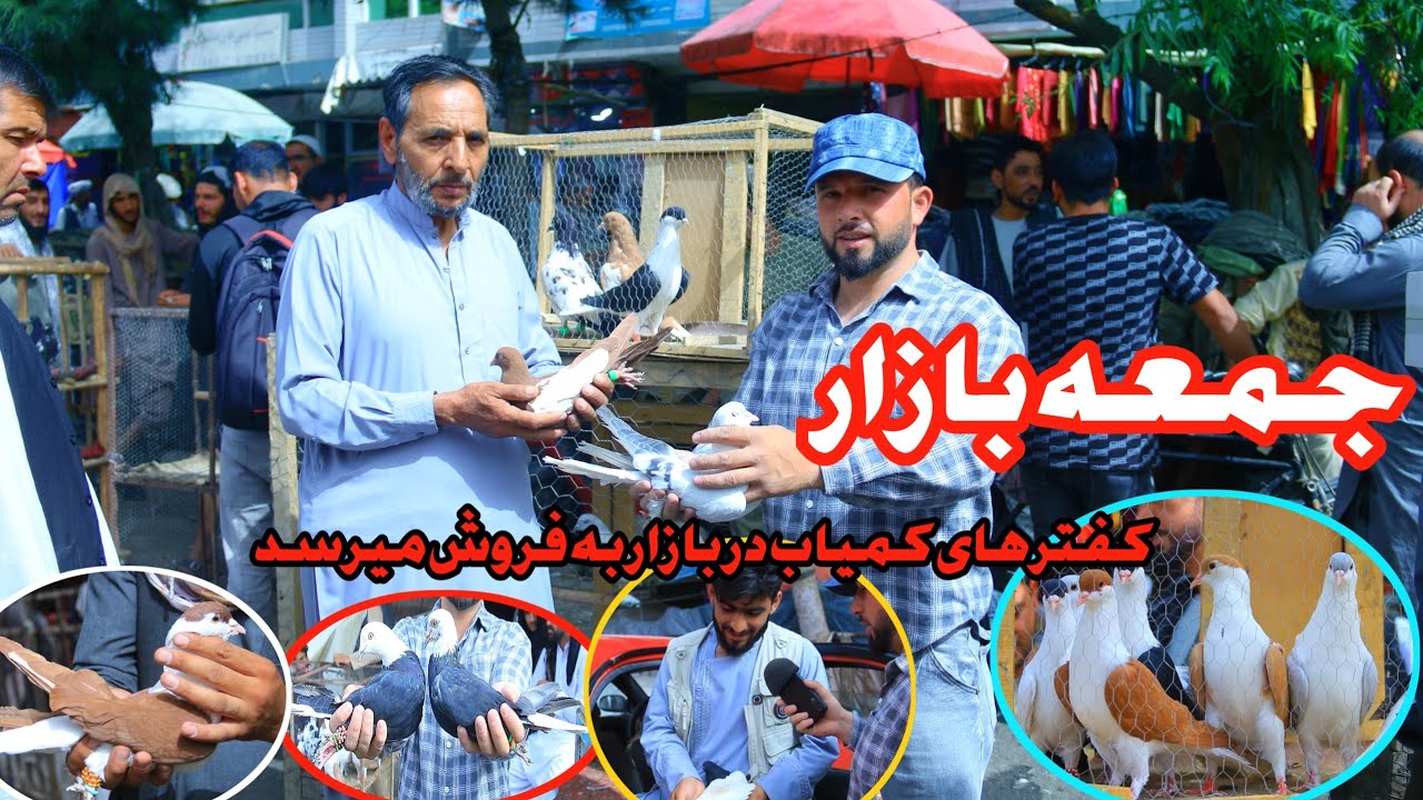 جمعه بازار | کفتر های زور قیمت ارزان |   unique amazing pigeons Bazar Kabul Afghanistan