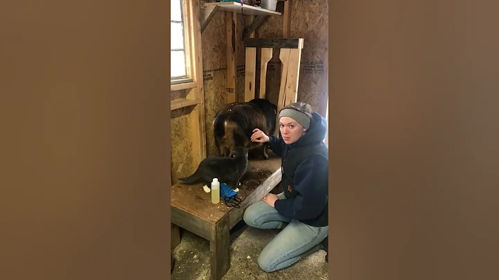 Preg Checking Audrey! Using Pregtone on Dairy Goat