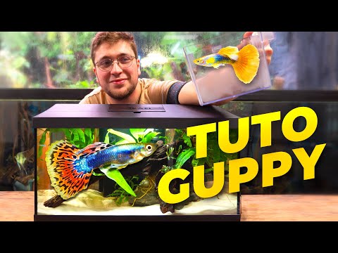 RĂALISER un Aquarium pour Guppy (Tuto Aquariophilie)