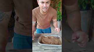 canela e borra de café #plantas #rosadodeserto #plants #dica
