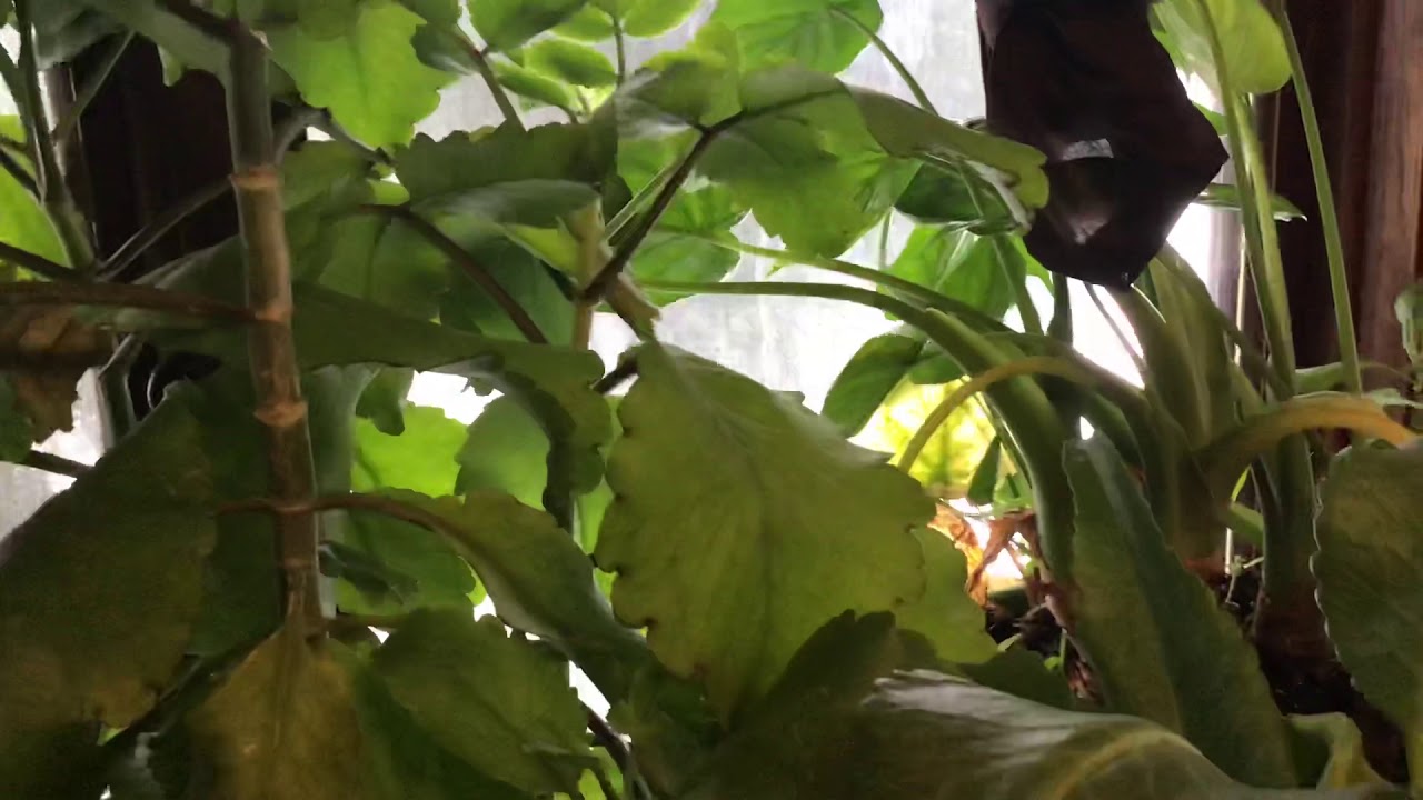 Qhia tshuaj ntsuab : zoo rau tus neeg qaug dab peg