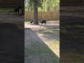(Rayvn  &amp; Prime) The Stand Off!! #migos #viralshort  #dogplaying