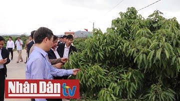 Chuẩn bị các điều kiện xuất khẩu vải thiều sang thị trường Nhật Bản