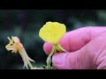 A primadonna. Evening Primrose for what ails you.