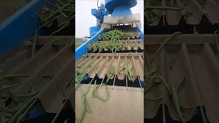 500 To 700 Kg/H Beans Harvester Rf1 || Made By Fontana Srl Italy || #Shorts