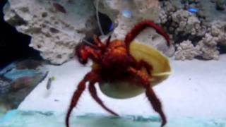 Very brave crab in Samui Aquarium, Thailand