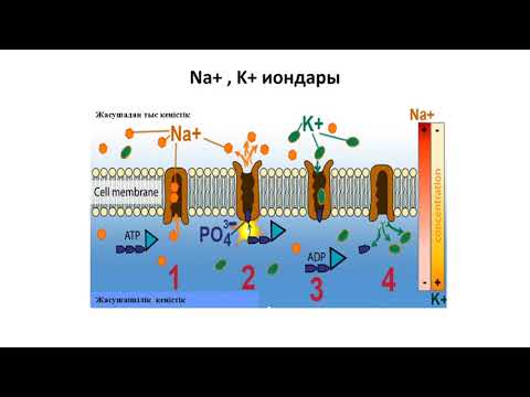 Бейне: Қазіргі биология ғылым ретінде