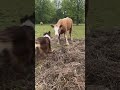 @merp_33: She's something else 😂 #dog #dogvideos