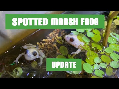 Spotted Marsh Frog Update!!