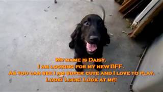 Daisy The Field Spaniel Puppy by Linda Osborn 1,595 views 6 years ago 1 minute, 38 seconds