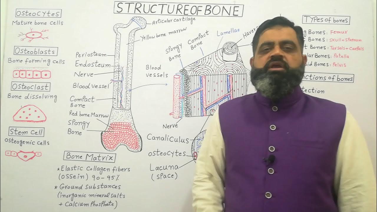 Structure of Bone Urdu /Hindi medium prof.masoodfuzail Types of Bones
