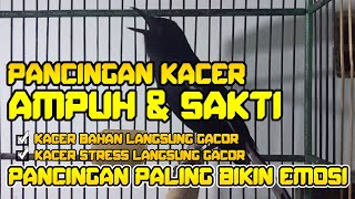 PANCINGAN KACER SAKTI YANG BIKIN EMOSI, KACER BAHAN, KACER STRESS LANGSUNG EMOSI DAN NGEPLONG