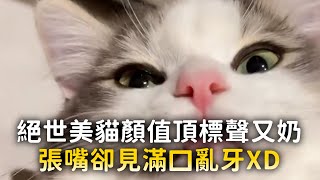 絕世美貓顏值頂標聲又奶 一張嘴卻見滿口亂牙XD #Shorts