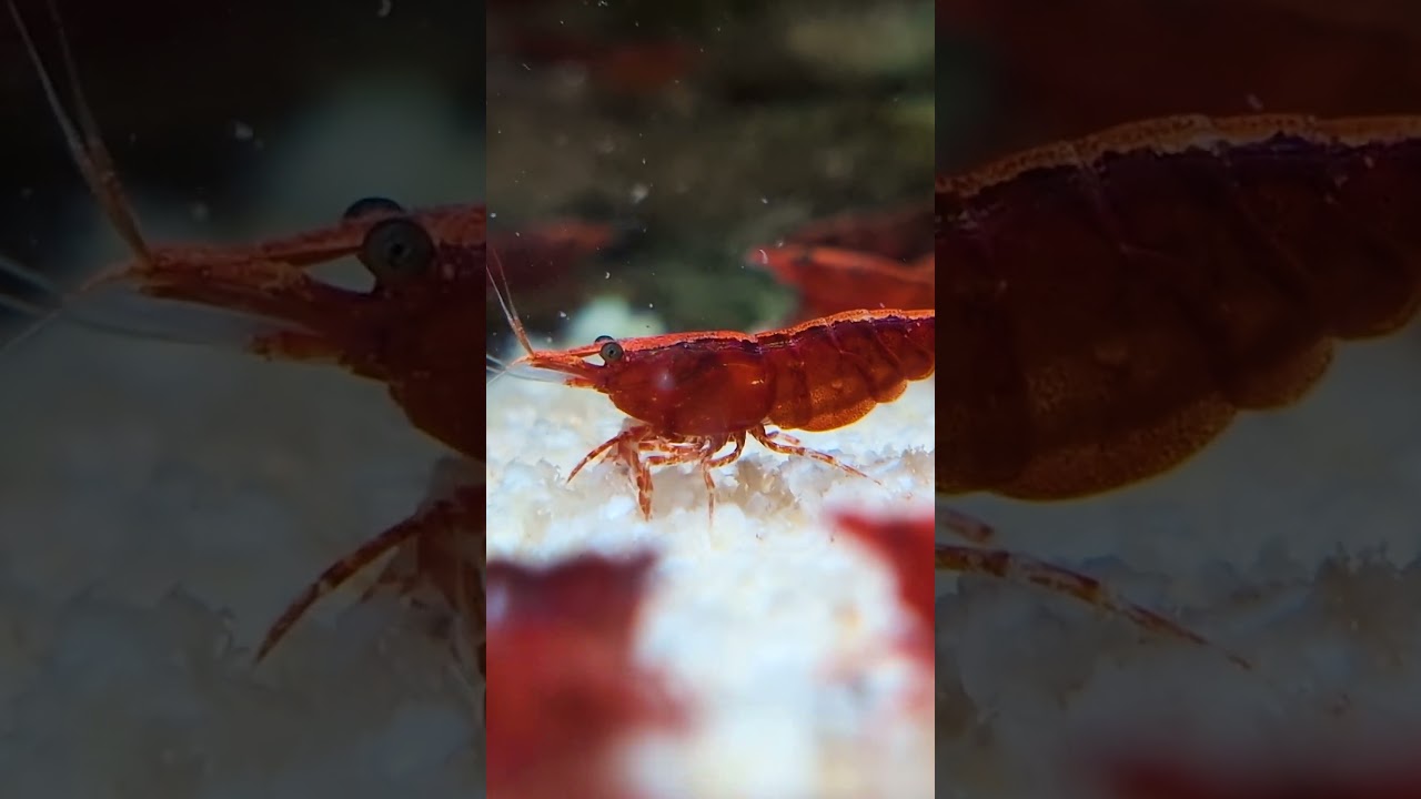 Why Snowflake Shrimp Food Is A MUST-HAVE For Your Aquarium!