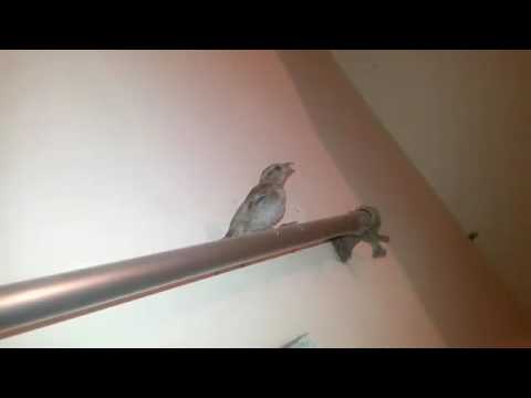 Ajob Pakhi online master degree