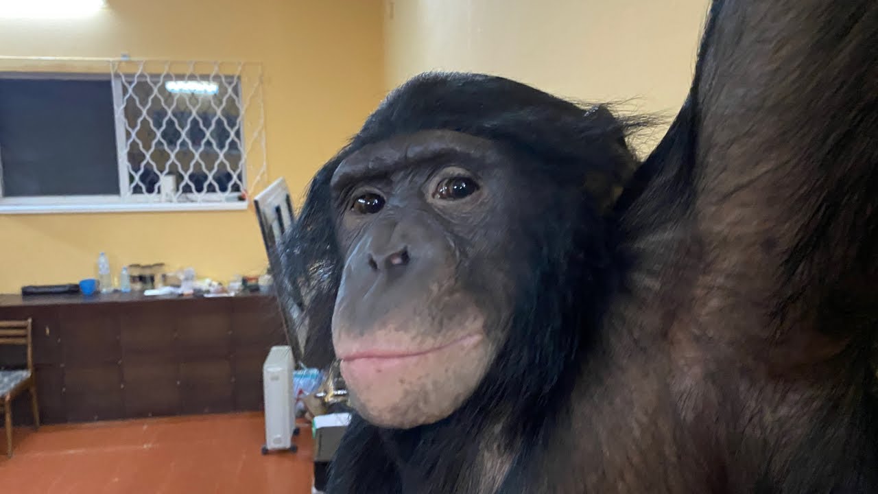 ??LIVE STREAM / Наблюдение за шимпанзе Боней / Эфир без ведущего - YouTube
