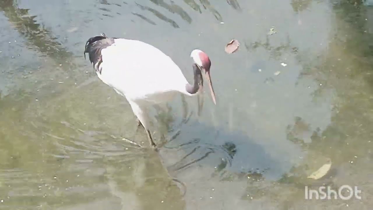 Vlog 3 Aqua Birds Sanctuary Mumbai's Zoo Extreme lvl visit