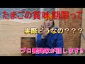 たまごの賞味期限って実際どうなの？プロ養鶏家が話します！蓮ヶ峯農場