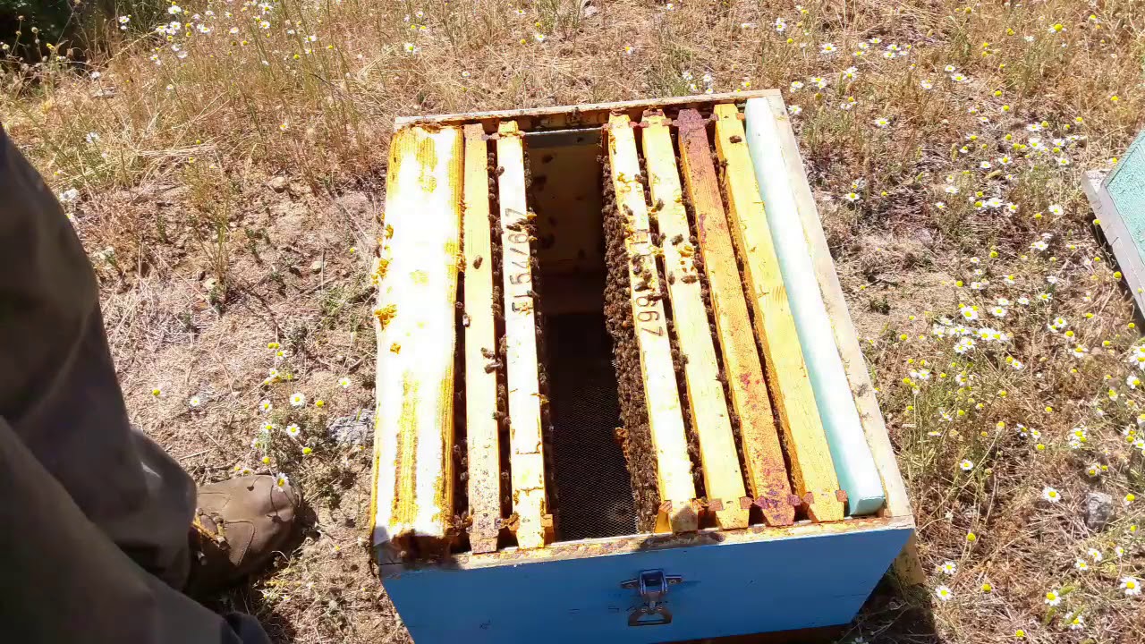 Στα Παλιούρια Μάιος 2019 με Β.Κ.