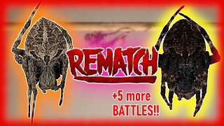 REMATCH!: old black orb weaver vs. new tiger-marked orb weaver