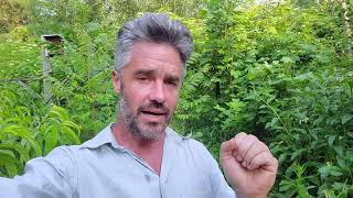 Goumi Berry - Propagation Discussion