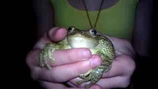 Frog Scream 3gp YouTube Frog Scream 3gp YouTube