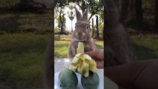 #shorts #shortsvideo #rabbit #bunny #eatingshow #relaxing