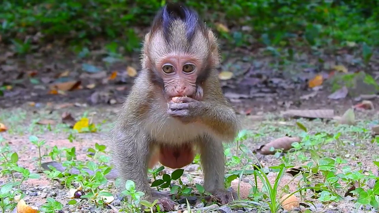 Little tiny baby monkey Mason look very happy with his rambutan | 