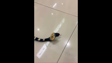 Rc snake | new remote control