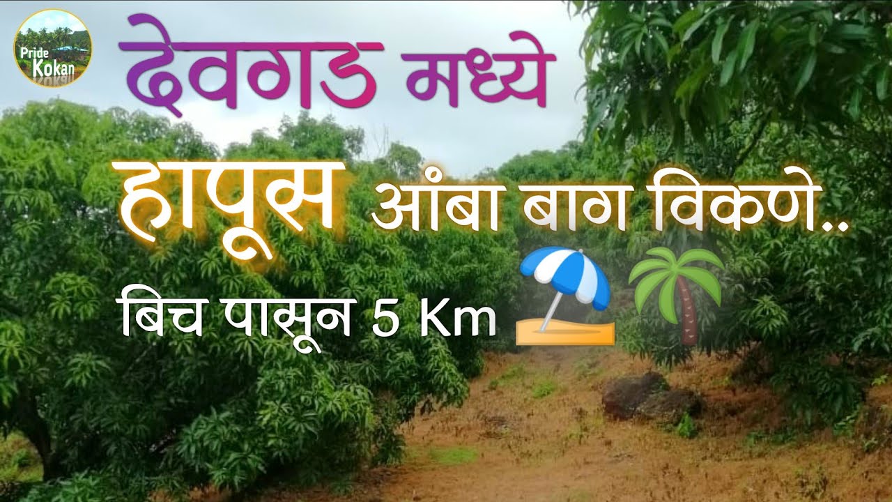 Prop.No.11 | हापूस आंबा बाग देवगड | Mango Farm for sale in Devgad #farmforsale #Sindhudurg #devgad
