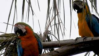 An Unconventional Marriage: Nesting! Harlequin Hybrid Macaw and Blue-and-Yellow Macaw Form a Pair.