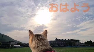 鳥と蛙が鳴く中、朝の散歩を楽しむ猫こてつ by 小鉄チャンネル 812 views 1 year ago 3 minutes, 17 seconds