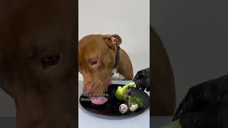 Best dog eating asmr #asmr #animalsmuckbang #mukbang #eattingsounds #pitbull #eatinsounds