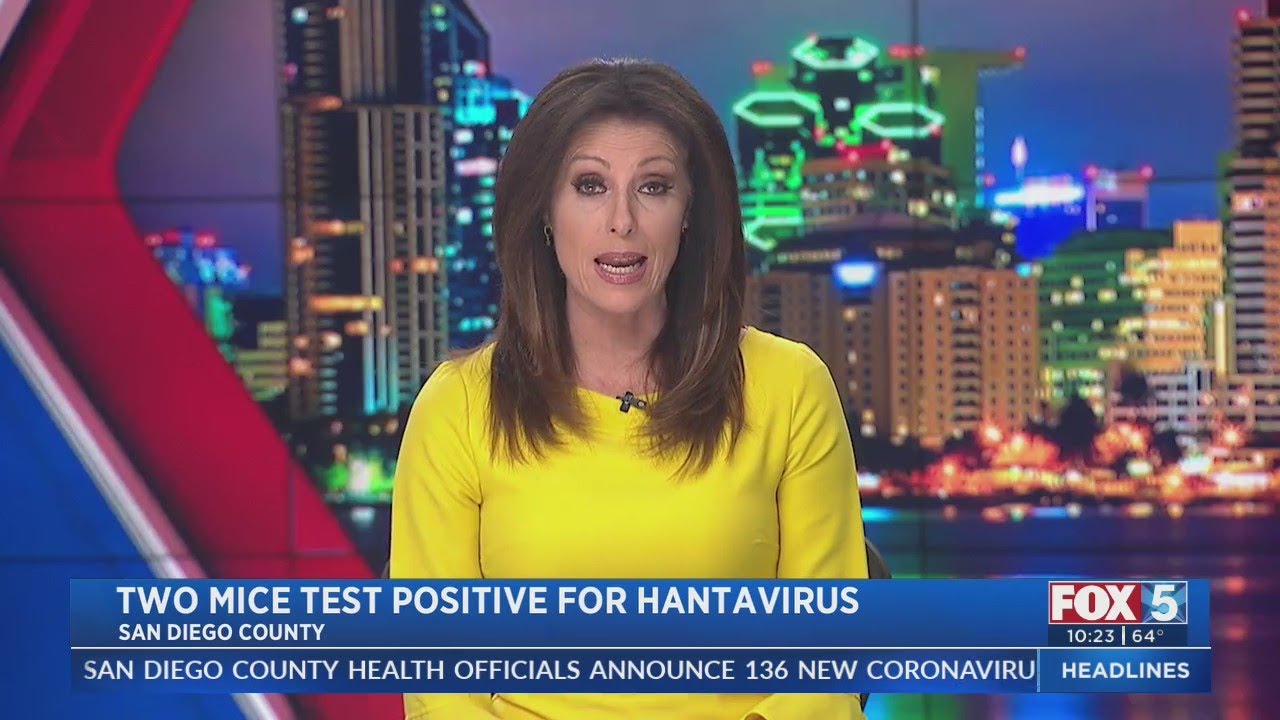 Why Hantavirus on a Stranded Cruise Ship Should Worry You
