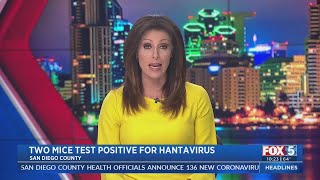 Hantavirus Discovered In 2 Local Deer Mice