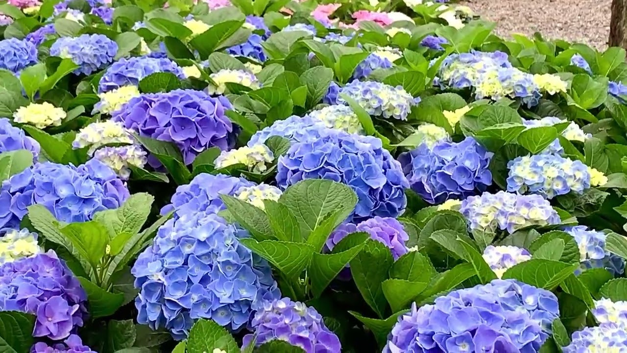 花In台北｜大安森林公園花季3/6開跑｜20萬株杜鵑+紫色花草展現城市春景，杜鵑花、繡球花、醉蝶花…，繽紛登場！