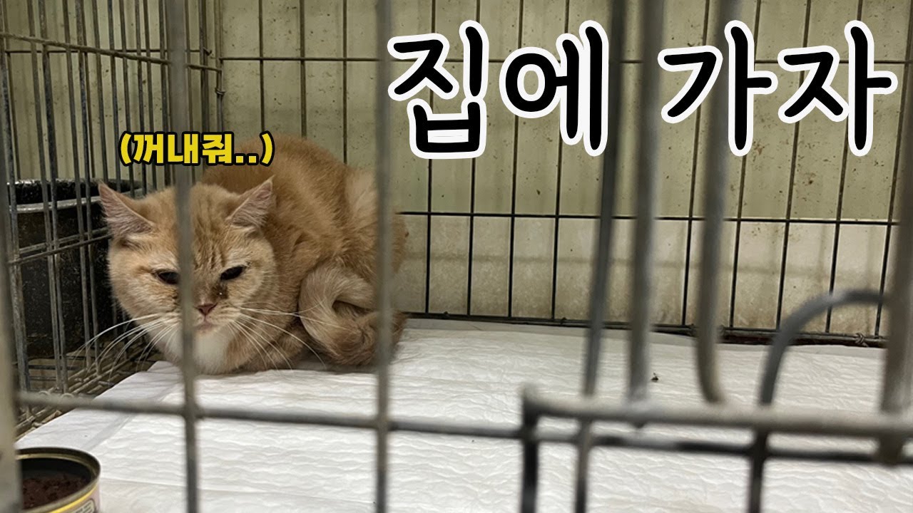 철장 속 울고있던 이 고양이는…/포인핸드로 유기묘 입양하는 방법