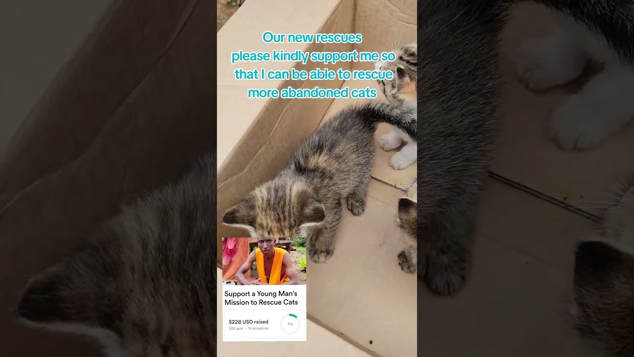 Kindly support me to rescue more abandoned cats 