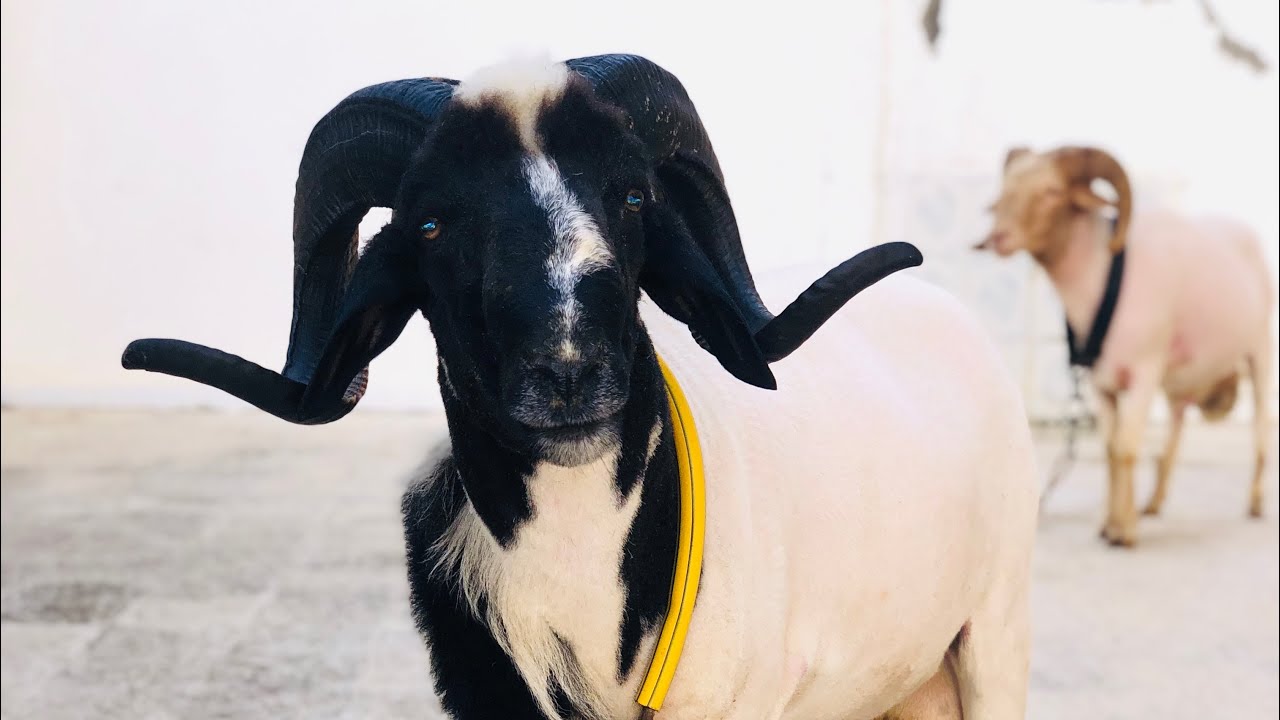 7 كباش رعب 😱 كوميتة الملك 👑 منزل بورقيبة 🇹🇳